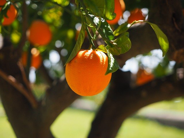 orange tree from pixabay